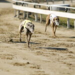 greyhound racing