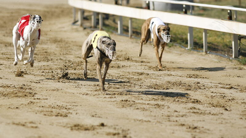 Greyhound Betting Myths Debunked: Separating Fact from Fiction