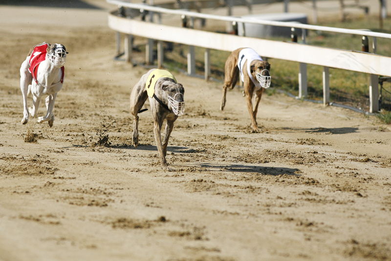 Greyhound Betting Myths Debunked: Separating Fact from Fiction